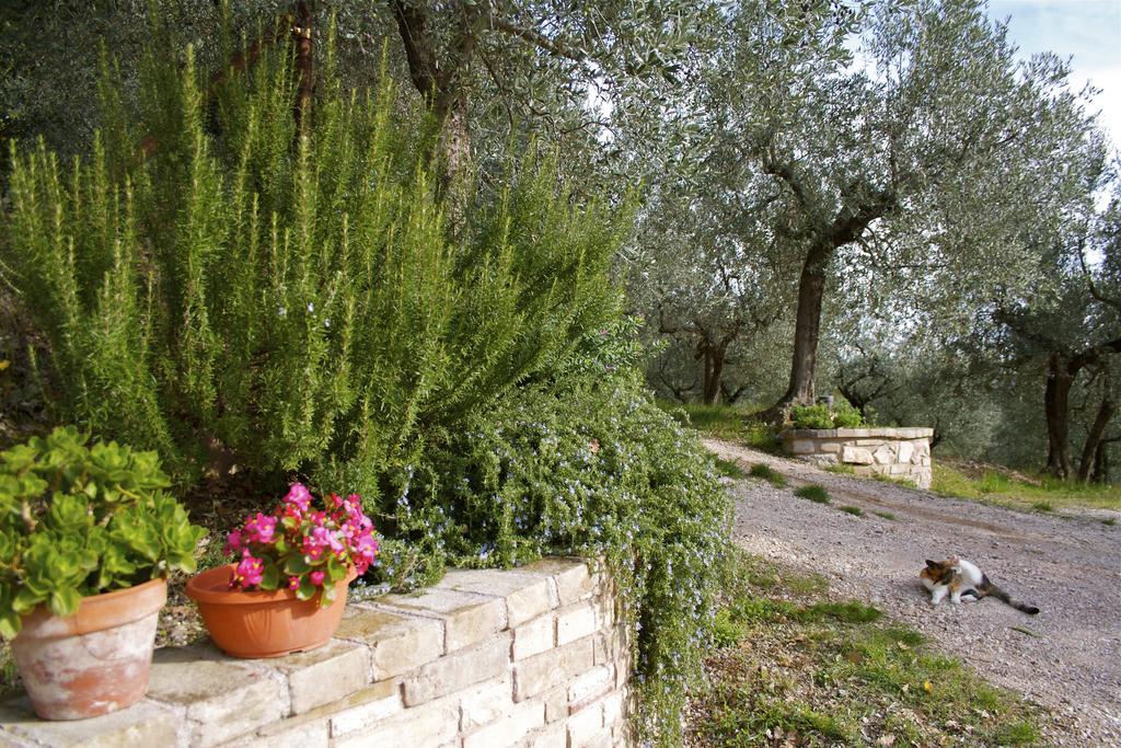 B&B Lavanda E Rosmarino Assisi Exterior foto