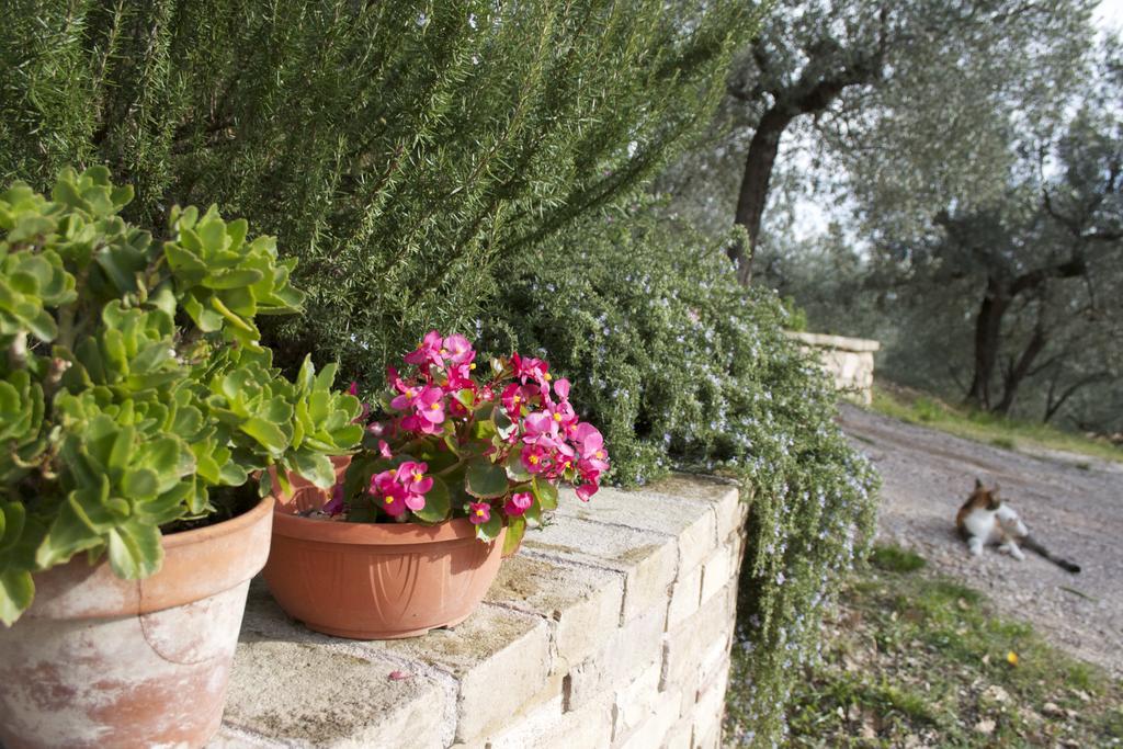 B&B Lavanda E Rosmarino Assisi Exterior foto