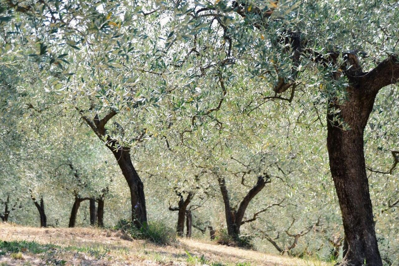 B&B Lavanda E Rosmarino Assisi Exterior foto