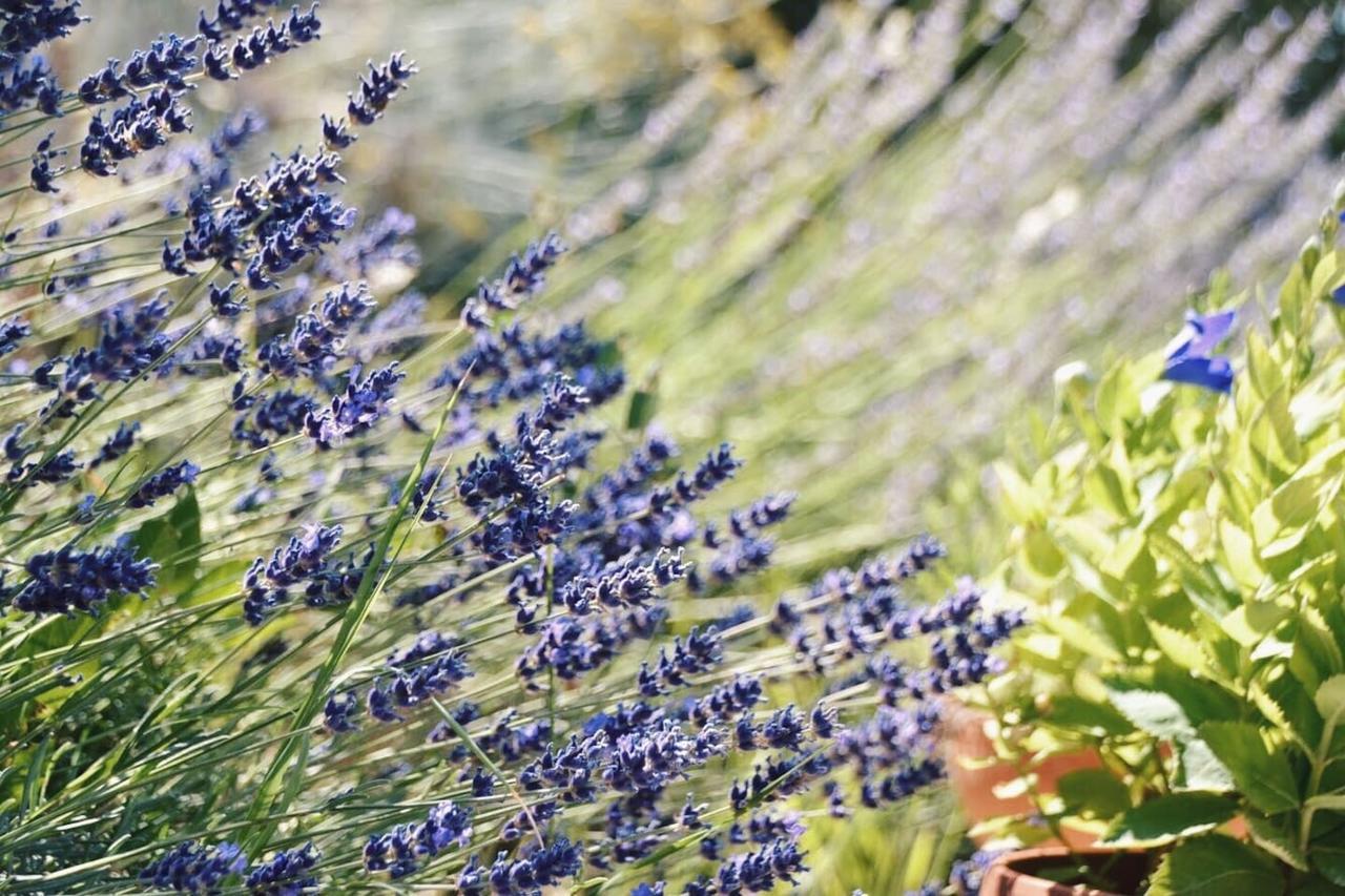 B&B Lavanda E Rosmarino Assisi Exterior foto